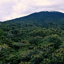 Load image into Gallery viewer, Nossa Familia Coffee - Guatemala - Finca San Jerónimo Miramar by Nossa Familia Coffee - | Delivery near me in ... Farm2Me #url#
