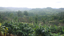 Load image into Gallery viewer, Nossa Familia Coffee - Nicaragua - Finca San Jose de las Nubes - Natural Process by Nossa Familia Coffee - | Delivery near me in ... Farm2Me #url#