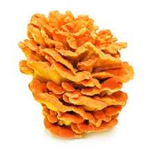 Load image into Gallery viewer, The Mushroom Hub - Dried Wild Mushrooms Assortment - Dried Wild Mushrooms | Delivery near me in ... Farm2Me #url#