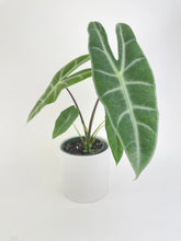 Load image into Gallery viewer, Bumble Plants Alocasia Dragon Tooth Longiloba
