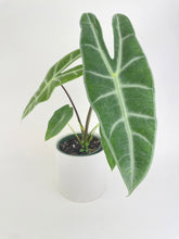 Load image into Gallery viewer, Bumble Plants Alocasia Dragon Tooth Longiloba
