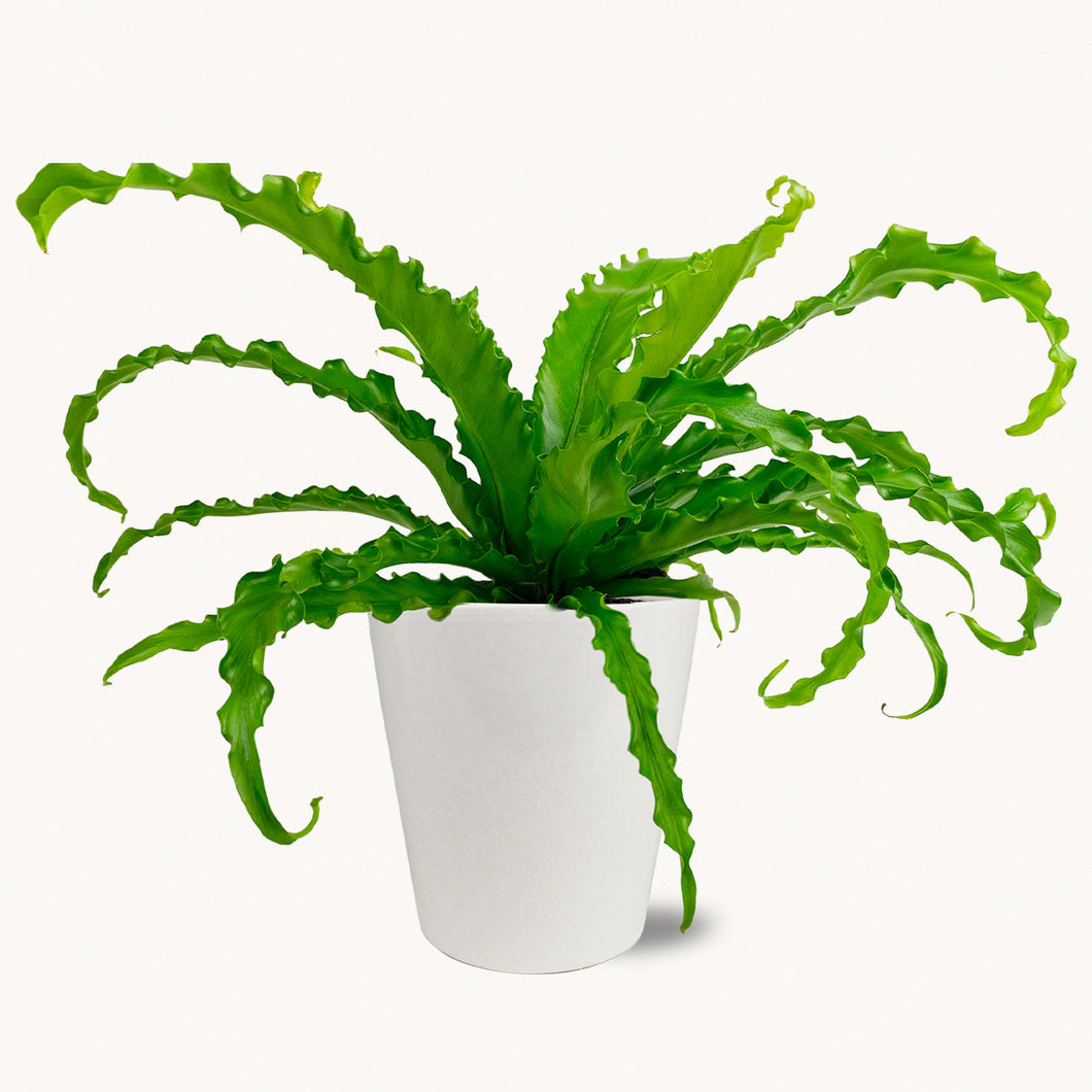 Osaka Bird's Nest Fern by BloomsyBox