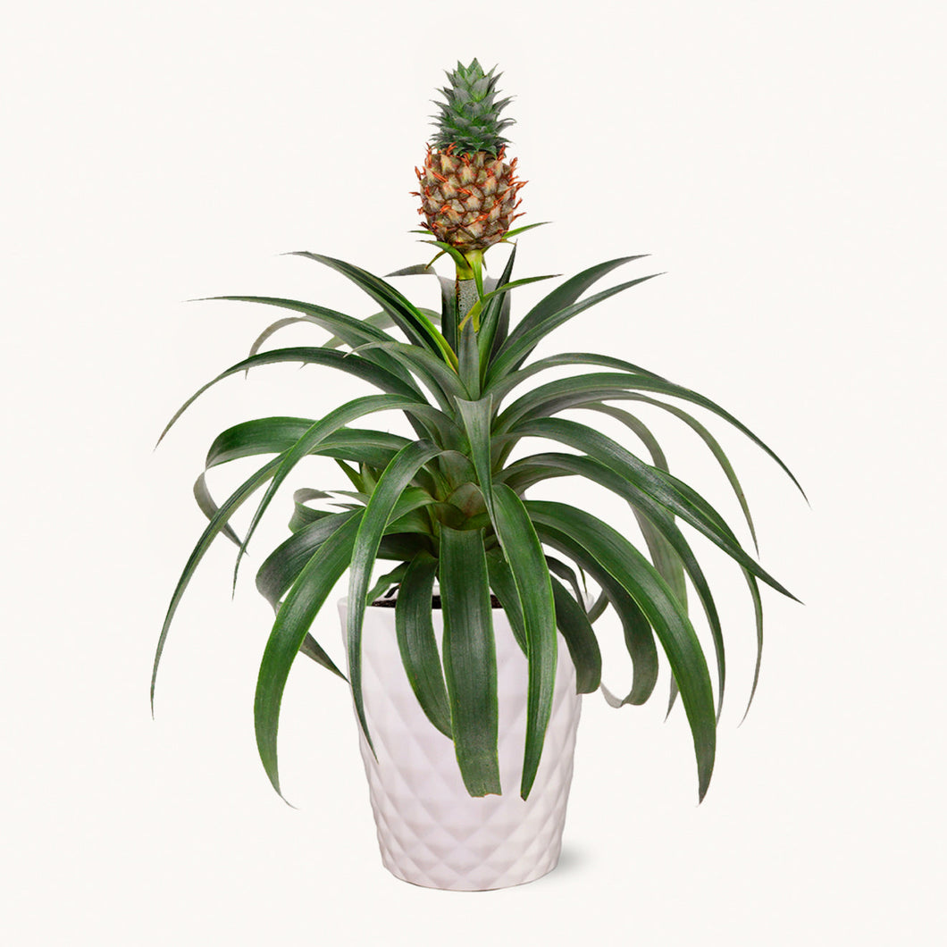 Pineapple Bromeliad by BloomsyBox