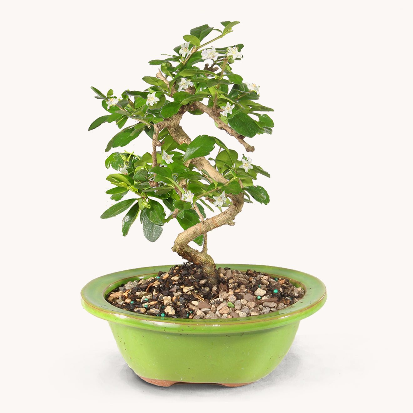 mb bonsai lt Fukien Tea by BloomsyBox | BloomsyBox | Wholesale Delivery near me in