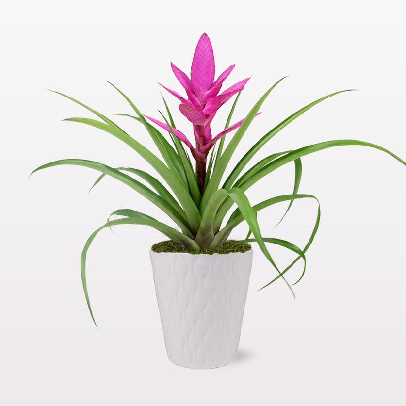 Pink Bromeliad - Thumbnail 4