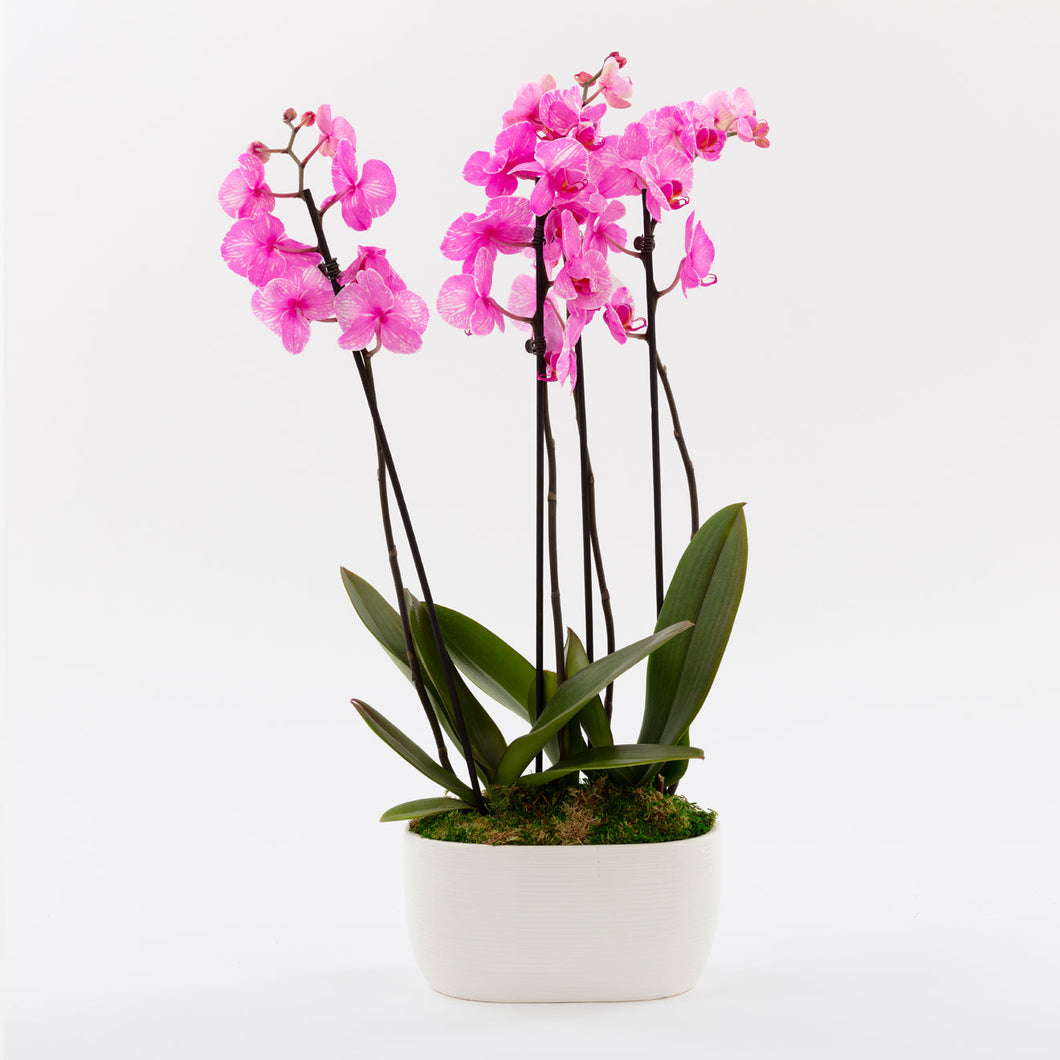 Pink Watercolor Orchid Duo by BloomsyBox