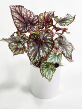 Load image into Gallery viewer, Bumble Plants Begonia Rex King Cumbia
