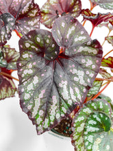 Load image into Gallery viewer, Bumble Plants Begonia Rex King Cumbia
