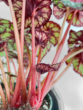 Load image into Gallery viewer, Bumble Plants Begonia Rex King Cumbia
