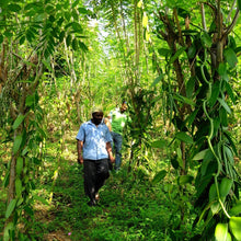 Load image into Gallery viewer, Zanzibar Black Peppercorns
