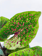 Load image into Gallery viewer, Bumble Plants Caladium Miss Muffet
