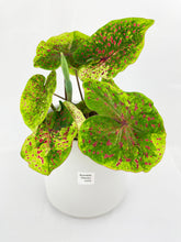 Load image into Gallery viewer, Bumble Plants Caladium Miss Muffet
