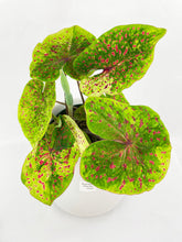 Load image into Gallery viewer, Bumble Plants Caladium Miss Muffet
