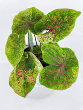 Load image into Gallery viewer, Bumble Plants Caladium Miss Muffet
