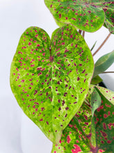 Load image into Gallery viewer, Bumble Plants Caladium Miss Muffet
