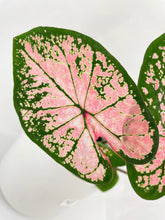 Load image into Gallery viewer, Bumble Plants Caladium Pink Splash
