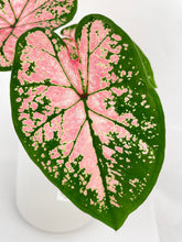 Load image into Gallery viewer, Bumble Plants Caladium Pink Splash
