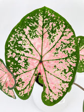 Load image into Gallery viewer, Bumble Plants Caladium Pink Splash
