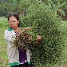 Load image into Gallery viewer, Coriander farmer bringing in harvest of Red River Coriander
