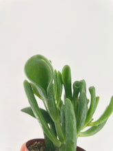 Load image into Gallery viewer, Bumble Plants Crassula Gollum Hobbit Jade Succulent
