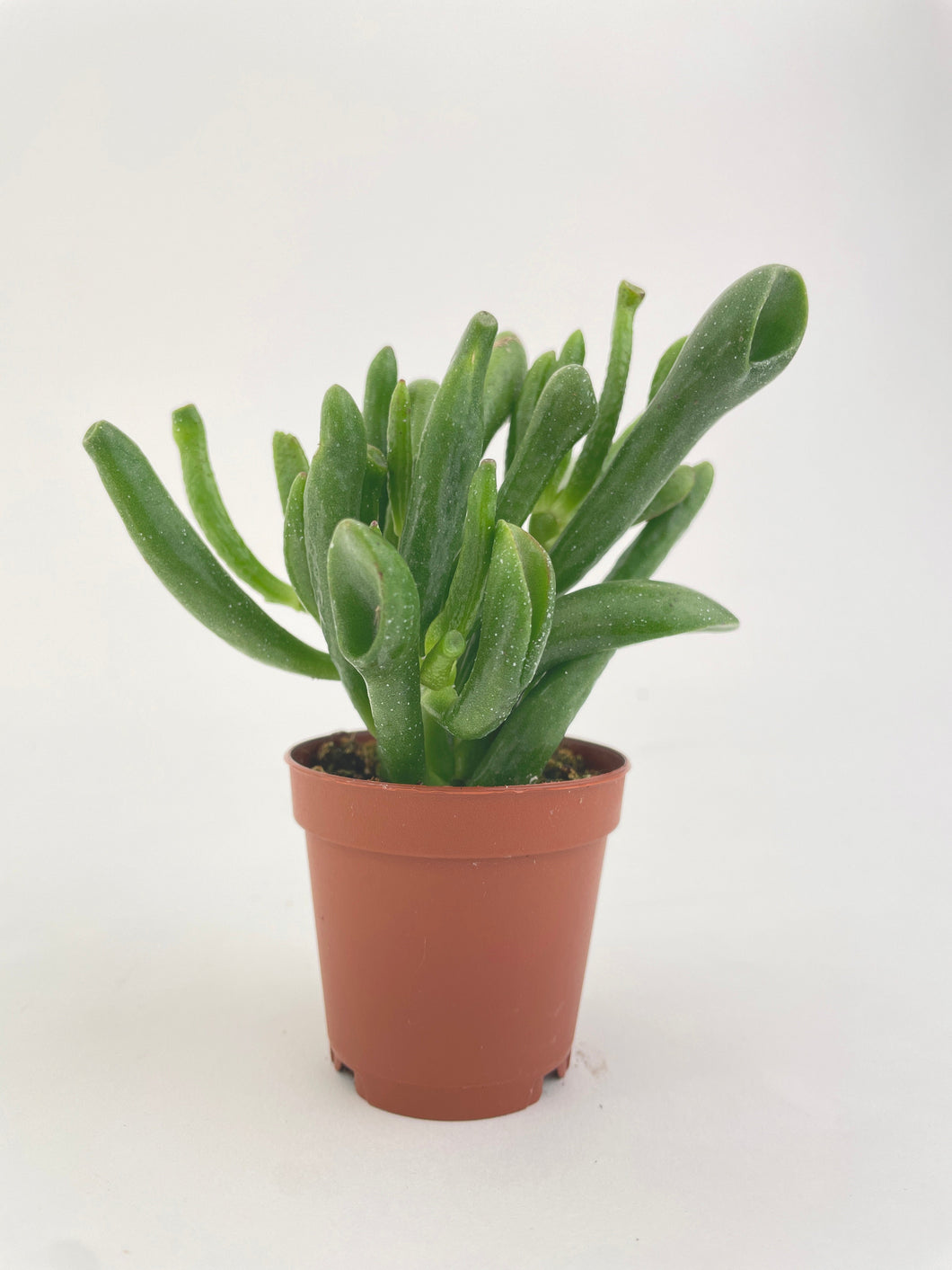 Bumble Plants Crassula Gollum Hobbit Jade Succulent