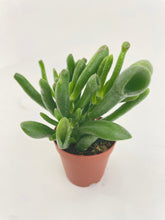Load image into Gallery viewer, Bumble Plants Crassula Gollum Hobbit Jade Succulent
