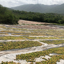 Load image into Gallery viewer, Limes in various stages of drying to make black lime
