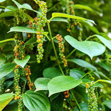 Load image into Gallery viewer, Robusta Black Peppercorns - Burlap &amp; Barrel
