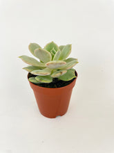 Load image into Gallery viewer, Bumble Plants Echeveria Lola Succulent
