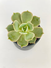 Load image into Gallery viewer, Bumble Plants Echeveria Lola Succulent
