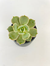 Load image into Gallery viewer, Bumble Plants Echeveria Lola Succulent
