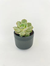 Load image into Gallery viewer, Bumble Plants Echeveria Lola Succulent
