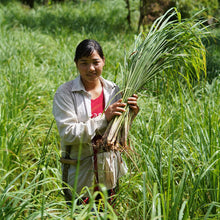 Load image into Gallery viewer, Drumstick Lemongrass - Burlap &amp; Barrel
