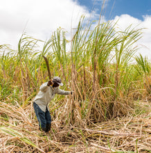 Load image into Gallery viewer, Person harvesting sugarcane in a field in Barbados for Golden Crystal Sugar from Burlap &amp; Barrel 
