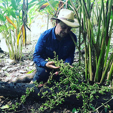 Load image into Gallery viewer, Farmer, Don Amilcar admiring Cloud Forest Cardamom Seeds - Burlap &amp; Barrel
