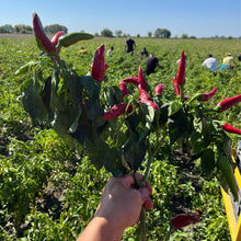 Load image into Gallery viewer, Hand holding fresh bouquet of paprika chilis
