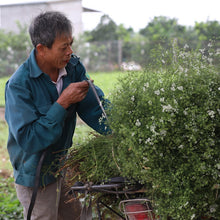 Load image into Gallery viewer, Coriander farmer bundling freshly harvested coriander from Burlap &amp; Barrel

