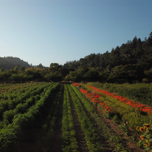 Load image into Gallery viewer, Field at Fire Tongue Farms
