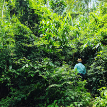 Load image into Gallery viewer, Farmer, Don Amilcar harvesting Cloud Forest Cardamom Seeds - Burlap &amp; Barrel
