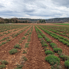 Load image into Gallery viewer, Herbes de Provence - Burlap &amp; Barrel
