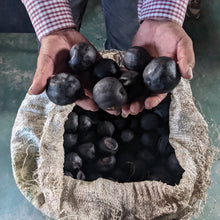 Load image into Gallery viewer, Holding whole black limes before they are dried
