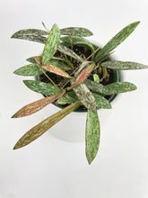 Load image into Gallery viewer, Bumble Plants Hoya Sigillatis
