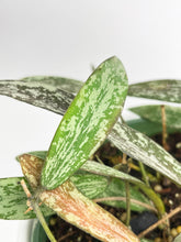 Load image into Gallery viewer, Bumble Plants Hoya Sigillatis
