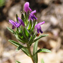 Load image into Gallery viewer, Flowering Hyssop Thyme
