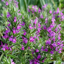 Load image into Gallery viewer, Flowering Hyssop Thyme
