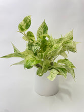 Load image into Gallery viewer, Bumble Plants Marble Queen Snow White Pothos
