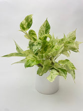 Load image into Gallery viewer, Bumble Plants Marble Queen Snow White Pothos
