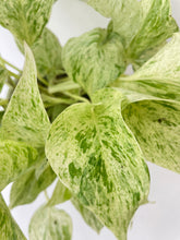 Load image into Gallery viewer, Bumble Plants Marble Queen Snow White Pothos

