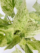 Load image into Gallery viewer, Bumble Plants Marble Queen Snow White Pothos
