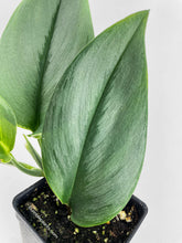 Load image into Gallery viewer, Bumble Plants Scindapsus Treubii Moonlight

